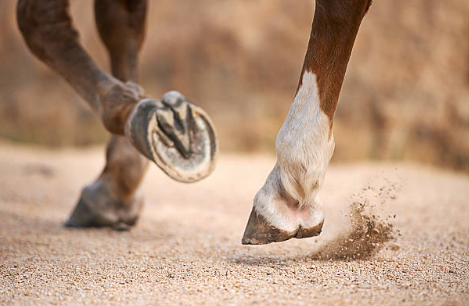 Ce que les sabots disent vraiment sur la santé de ton cheval !