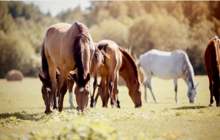 Comment gérer un groupe de chevaux au pré ? Les erreurs à éviter pour une pâture sereine
