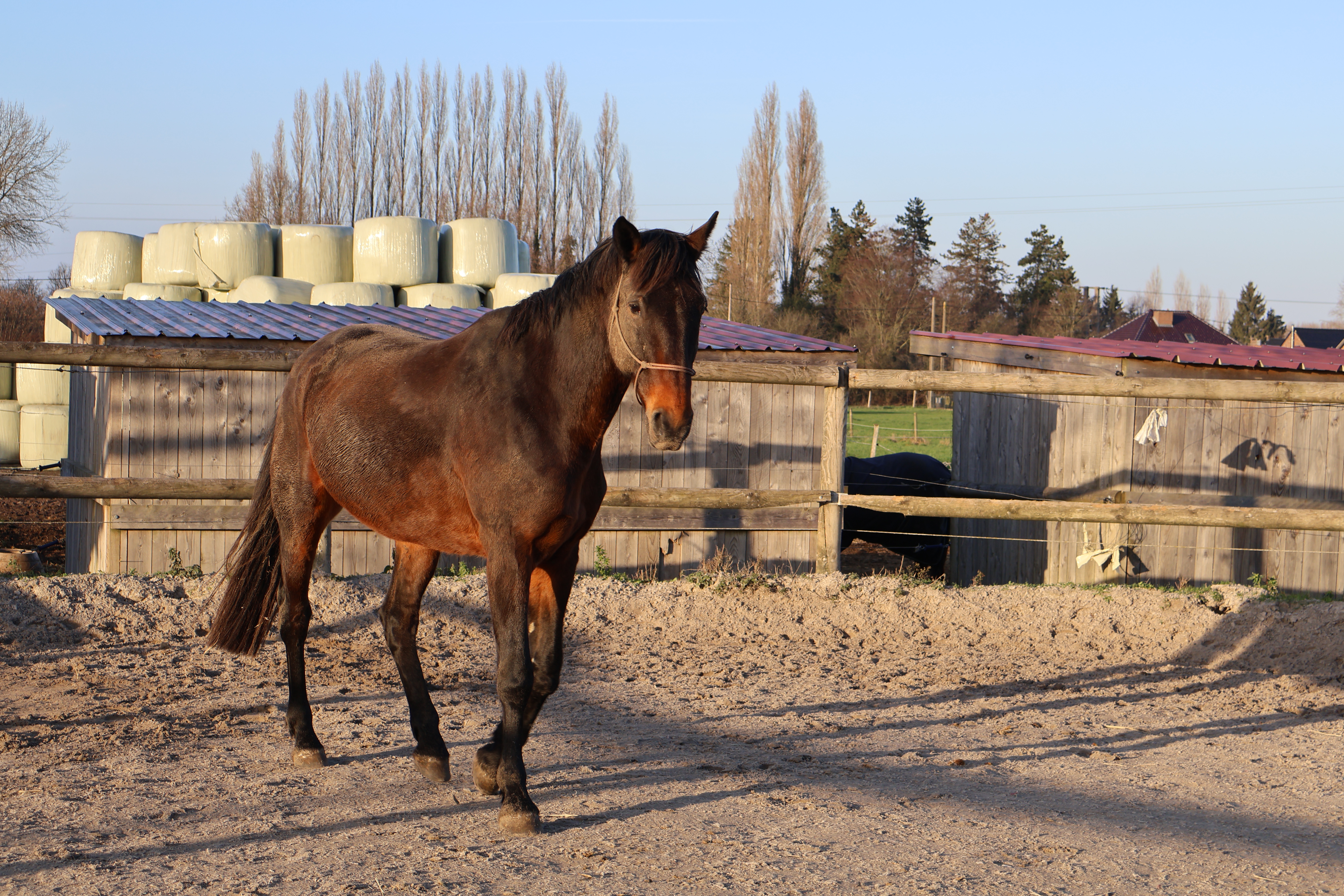 Inconfort digestif chez le cheval : causes, signes et solutions pour mieux l’accompagner