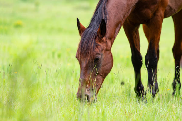 Mise à l’herbe du cheval : comment réussir la transition sans risque digestif ?