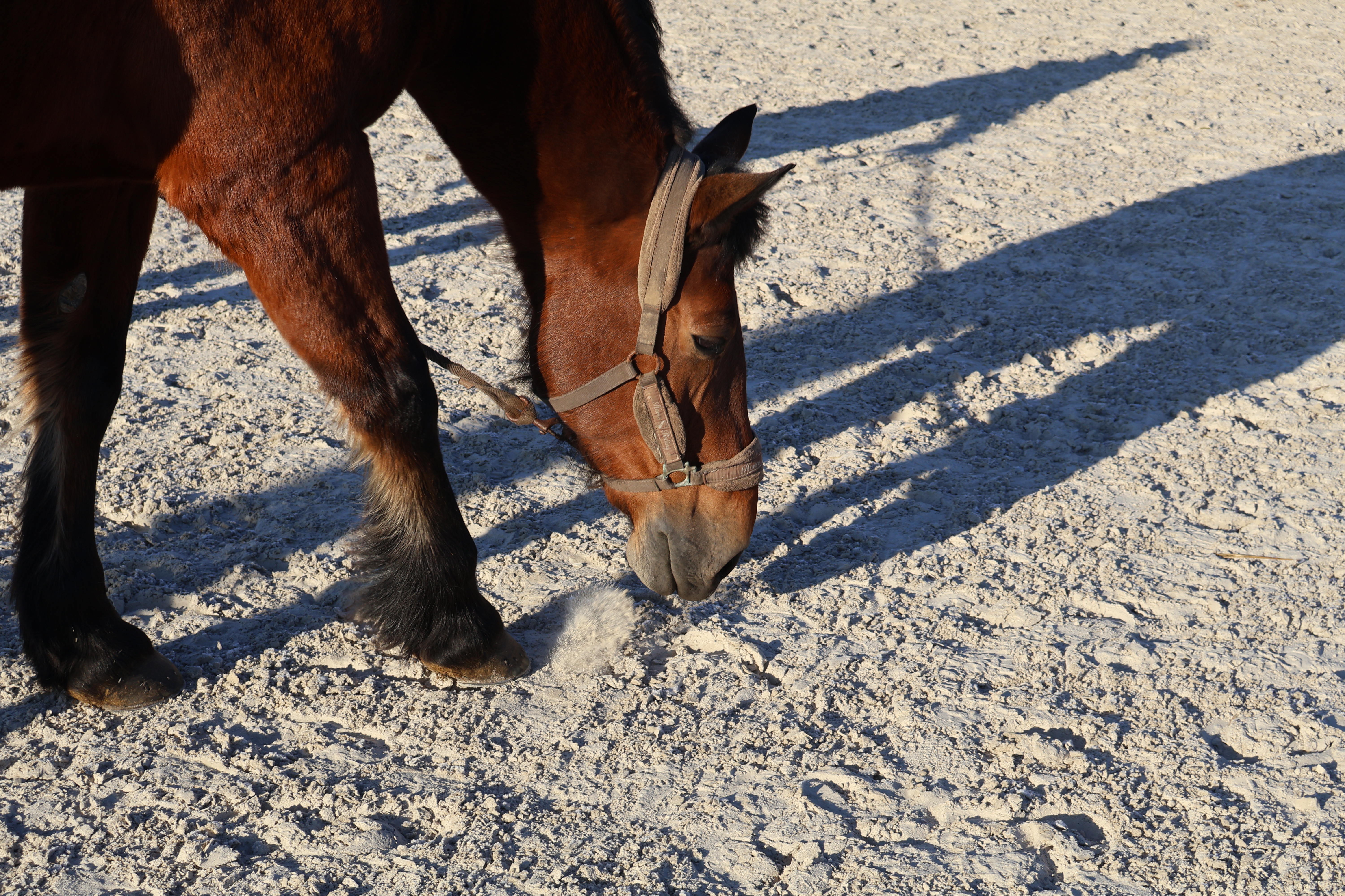 Mon cheval au pré marche-t-il suffisamment ?