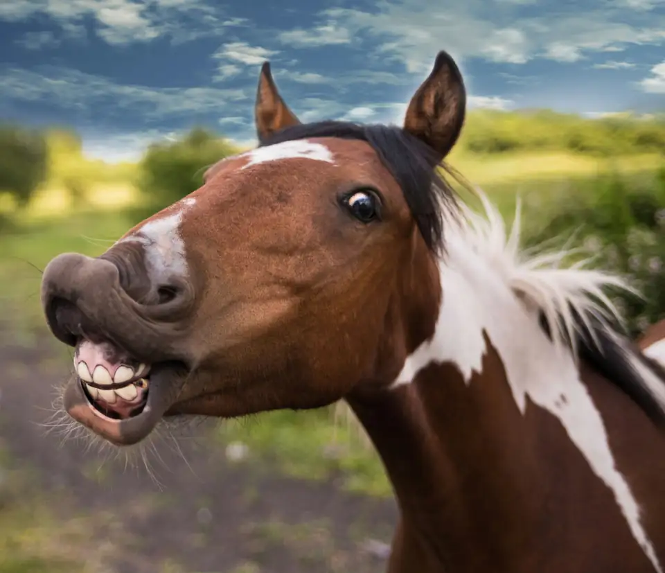 Dentiste Équin