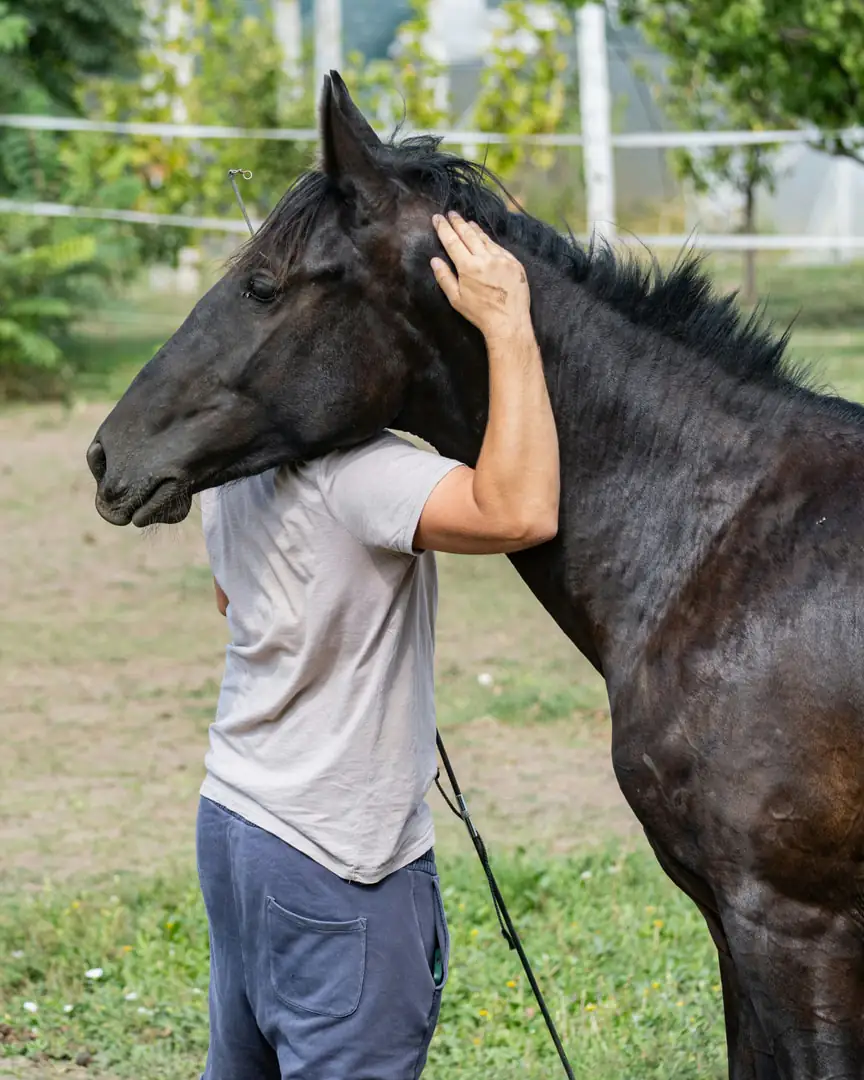 Masseur Équin